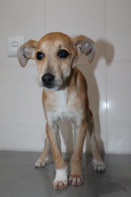 მეტისი უსახელო