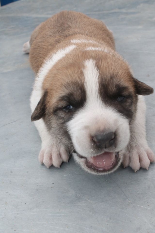 მეტისი უსახელო