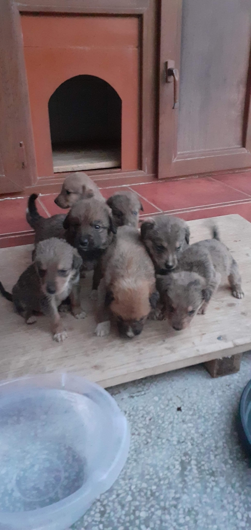 მეტისი უსახელო