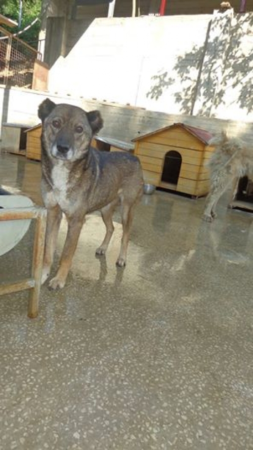 ქართული ქოფაკი უსახელო