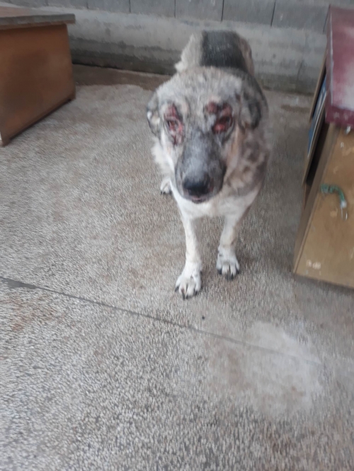 მეტისი მირანდა. ნაპოვნია კოტე აფხაზის ქუჩაზე