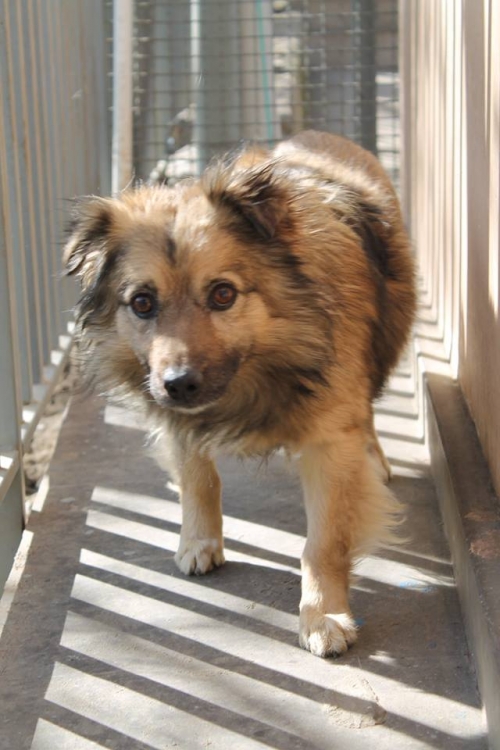 მეტისი ჯეკა