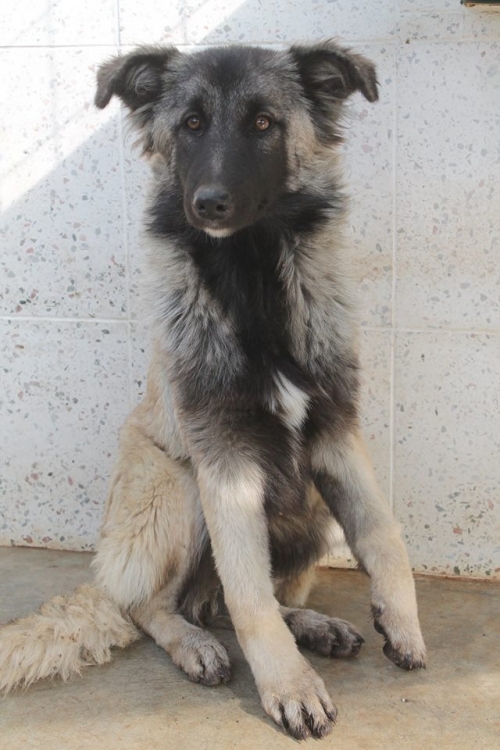 მეტისი უსახელო