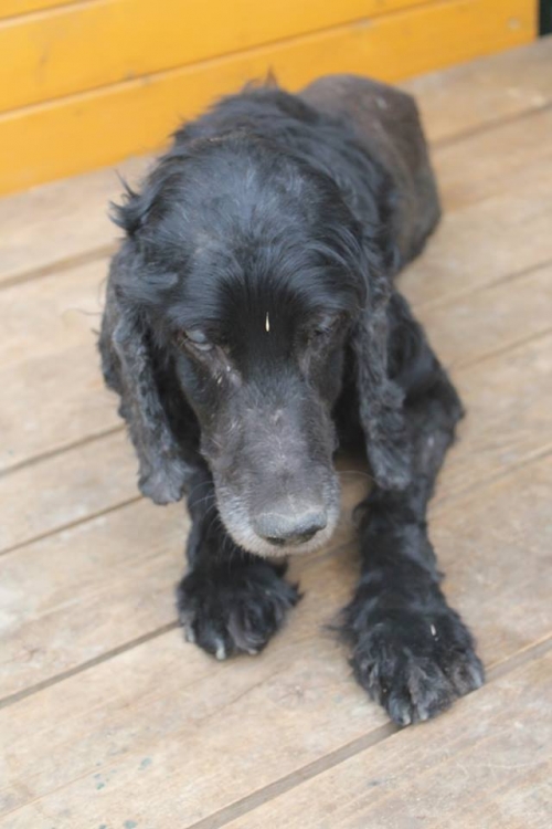 კოკერსპანიელი უსახელო