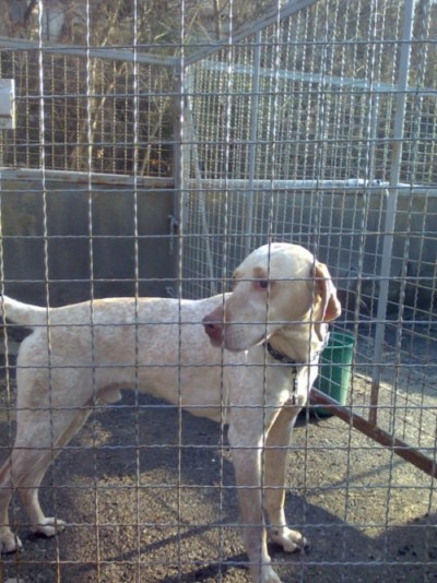 * გაჩუქებულები