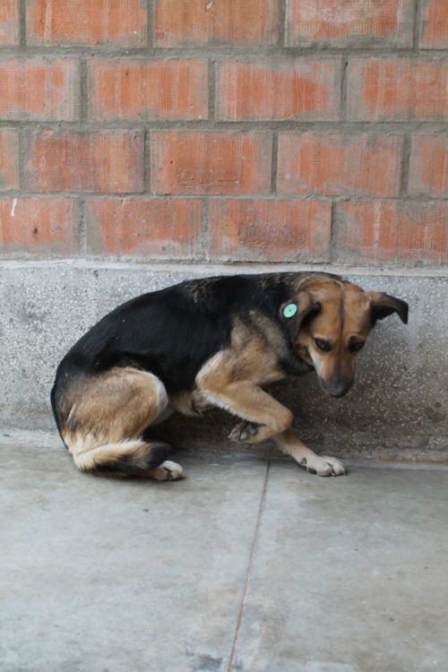 მეტისი ბობო ,,ცუგრიკო,,