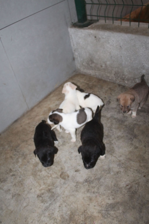 ქართული ქოფაკი უსახელო