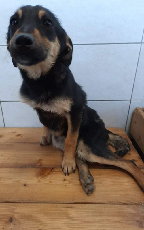 მეტისი უსახელო