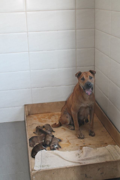 შარპეი უსახელო