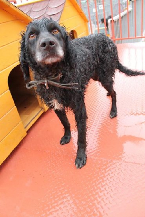 სეტერი ბობი