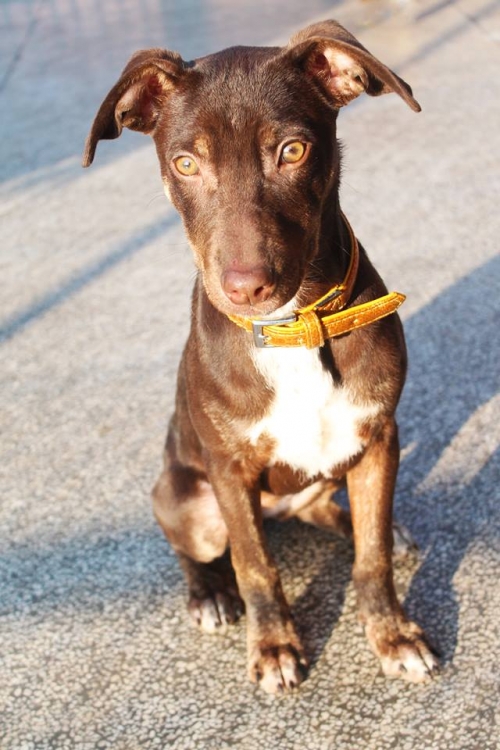 მეტისი უსახელო