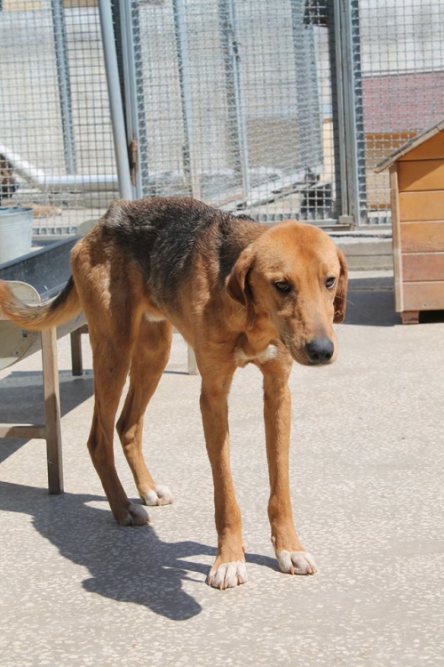 გონჩი უსახელო