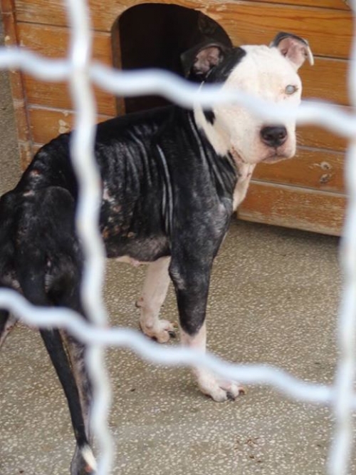 პიტი ბაქსი