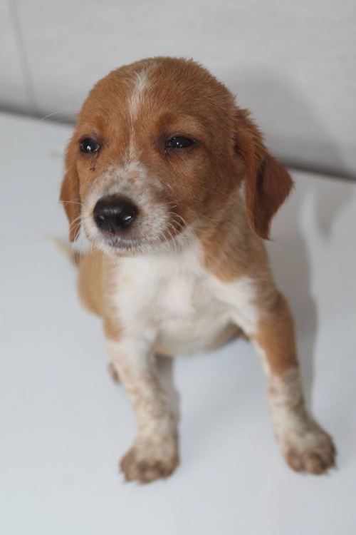 მეტისი უსახელო