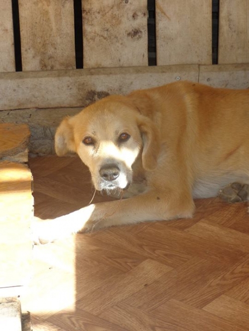 მეტისი უსახელო