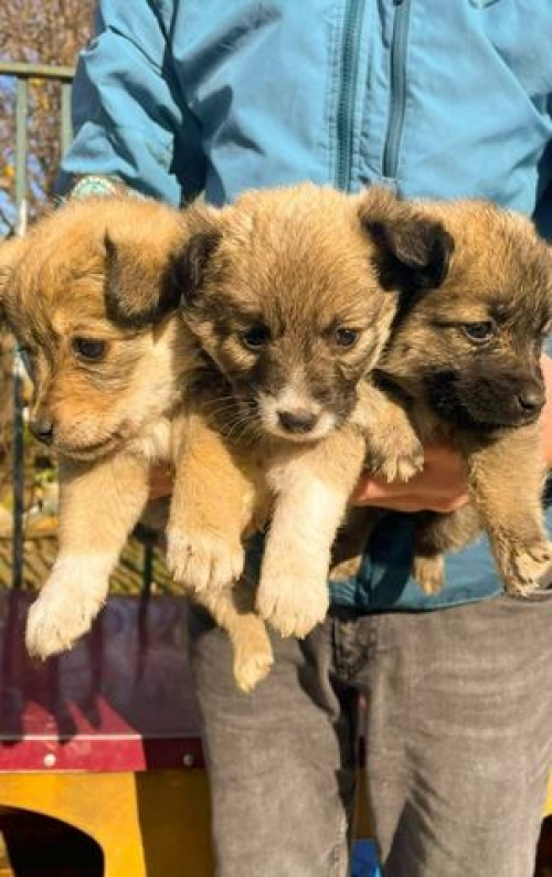 მეტისი ნაპოვნია ვარძიაში