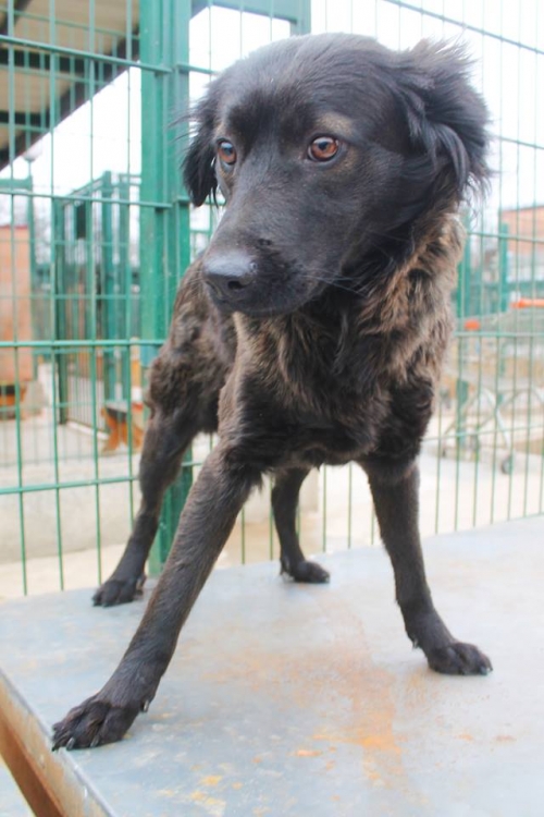 მეტისი უსახელო