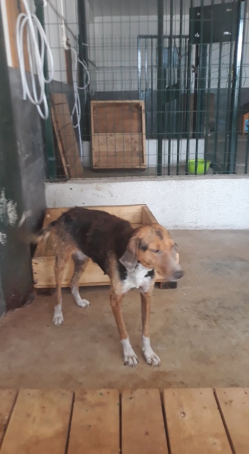 გონჩი სარა