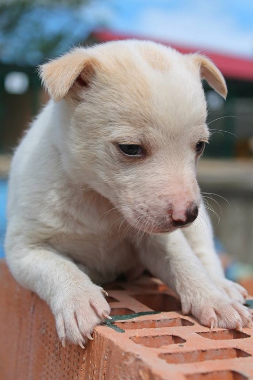 მეტისი უსახელო