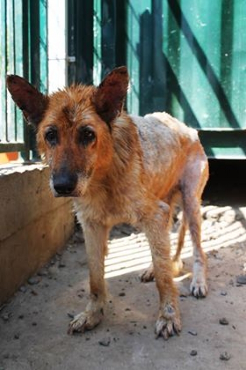 მეტისი უსახელო