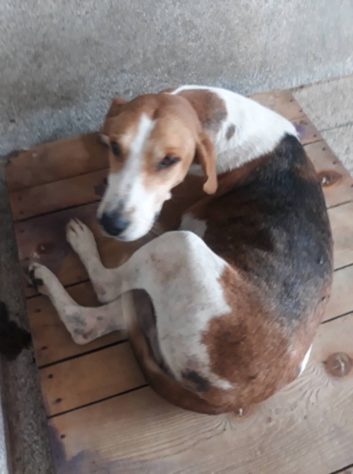 გონჩი საჩხერე