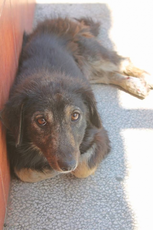 მეტისი უსახელო