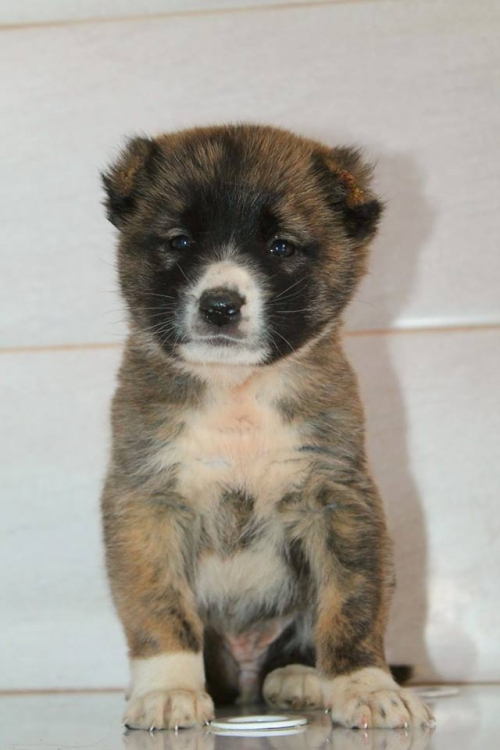 მეტისი უსახელო