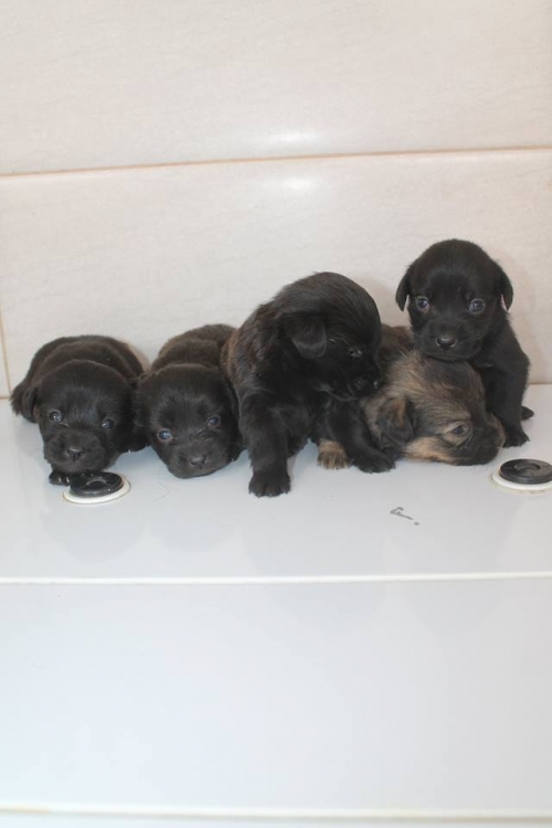 მეტისის ლეკვები უსახელო