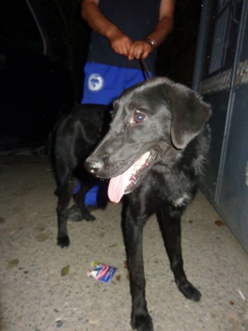 მეტისი უსახელო