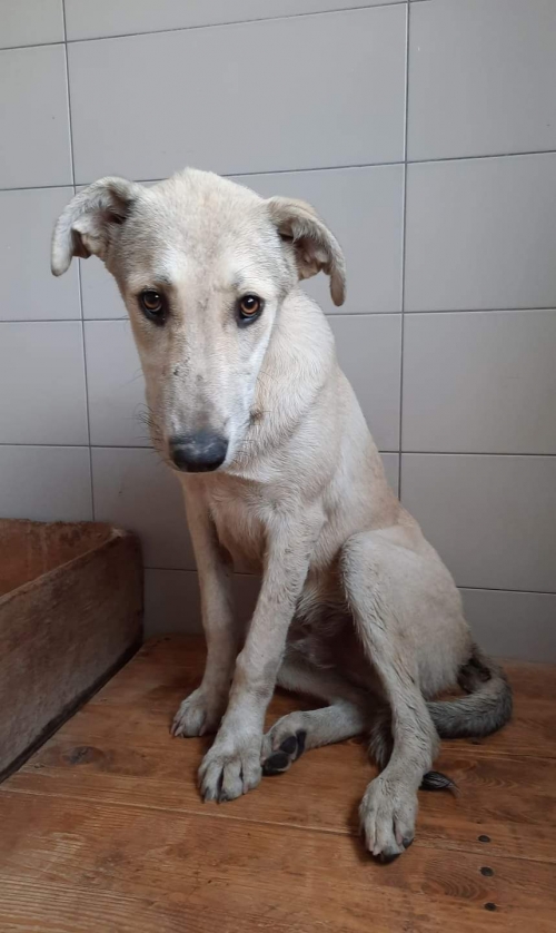 მეტისი გადმოყვამილია მუნიციპალური თავშესაფრიდან