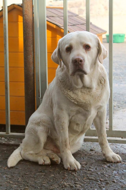 ლაბრადორი უსახელო