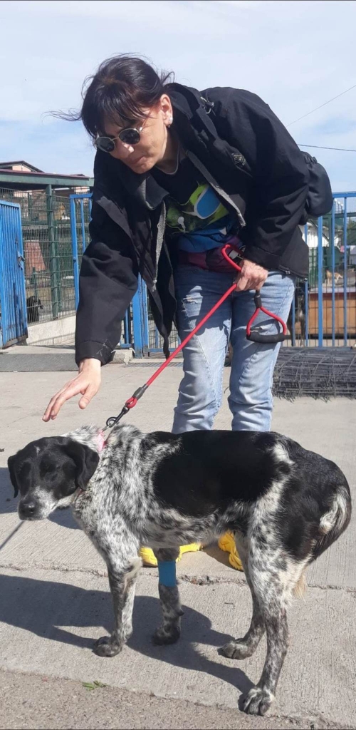 მეტისი ქისა