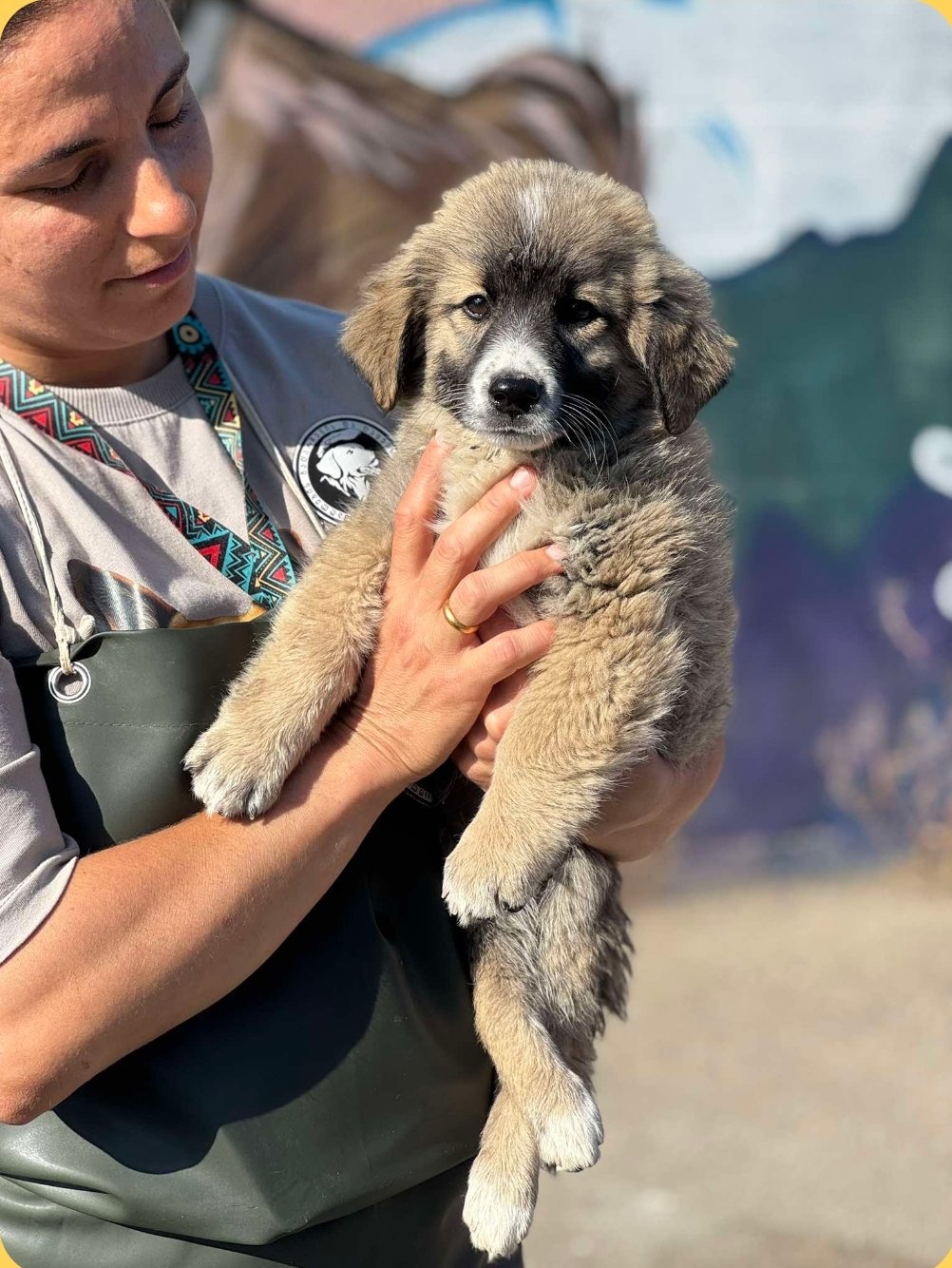 მეტისი. გორი