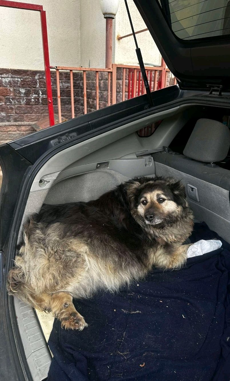 მეტისი. ავჭალა