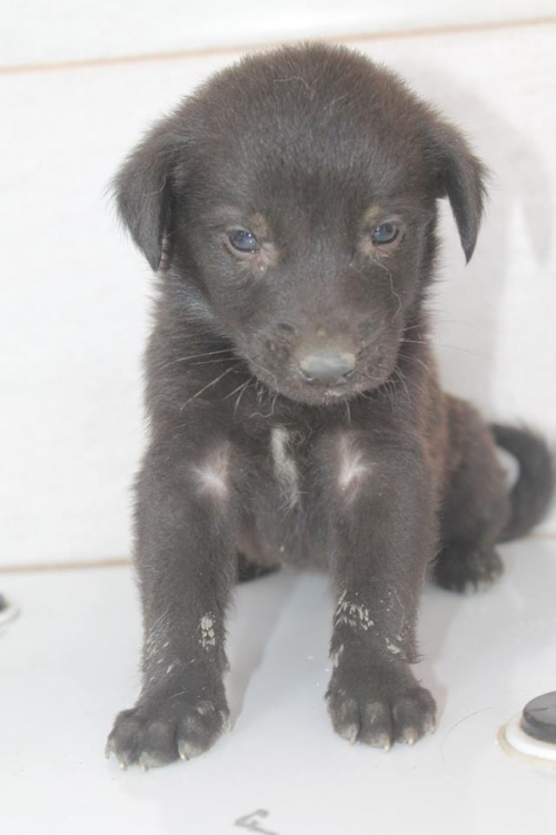 მეტისი უსახელო