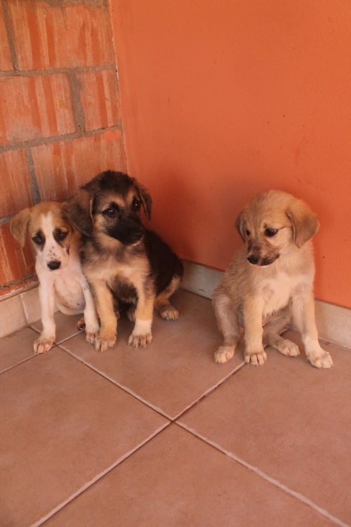 მეტისი უსახელო