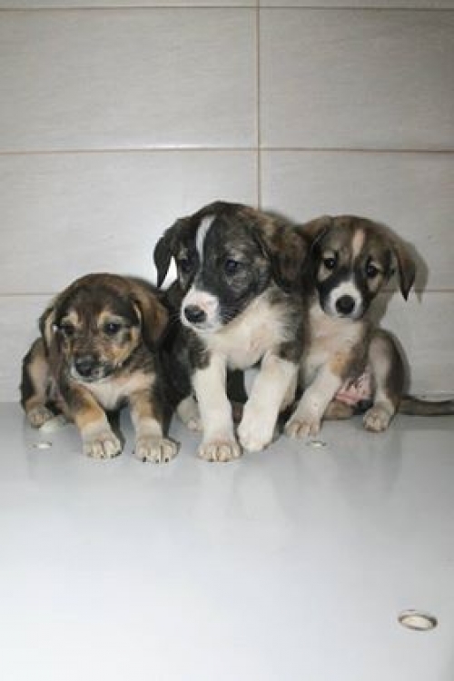 მეტისი უსახელო