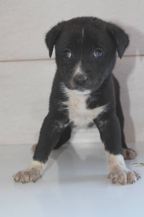 მეტისი უსახელო