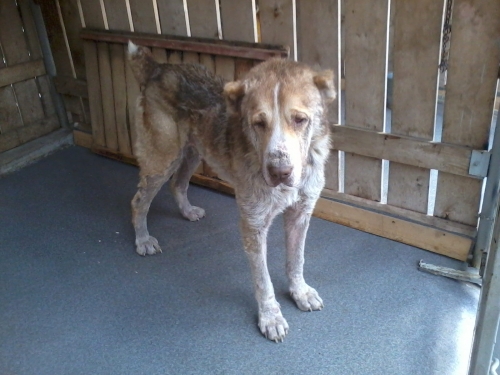 აზიური ნაგაზი უცნობი