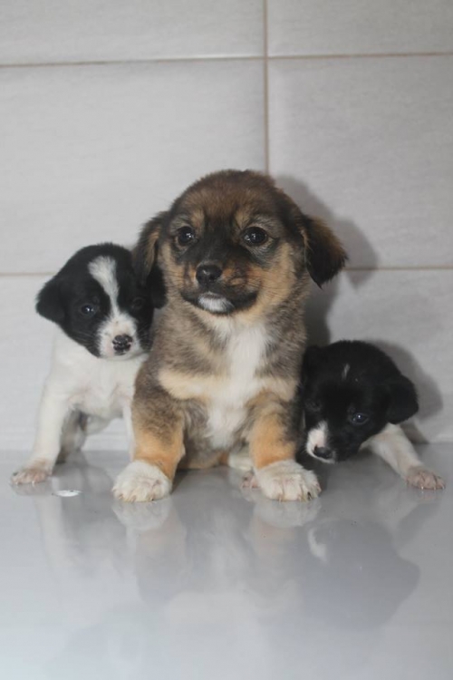 მეტისი უსახელი