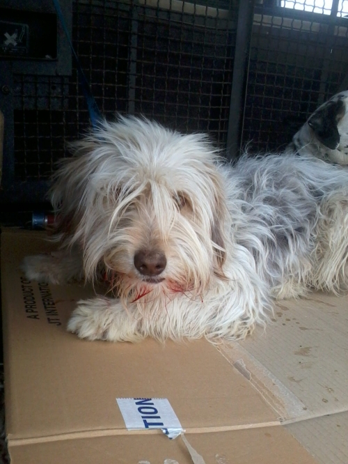 პუდელი მიკი