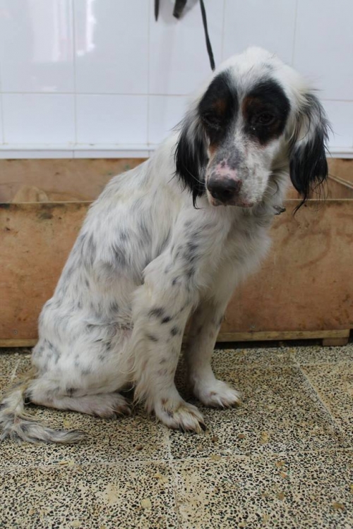 ირლანდიური სეტერი კაცი