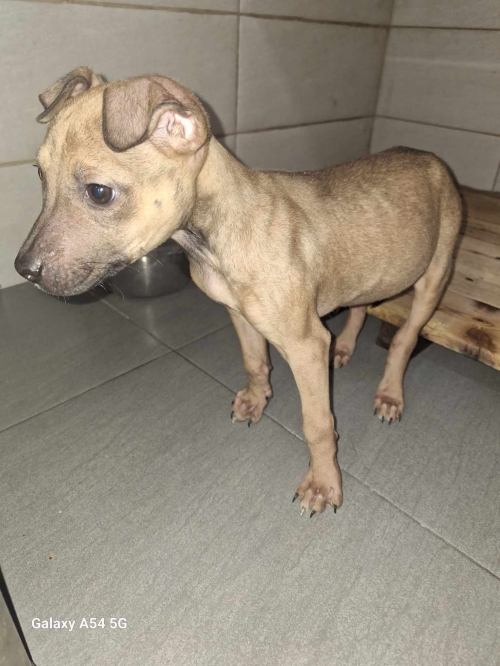 მეტისი ნაპოვნია რიყეზე