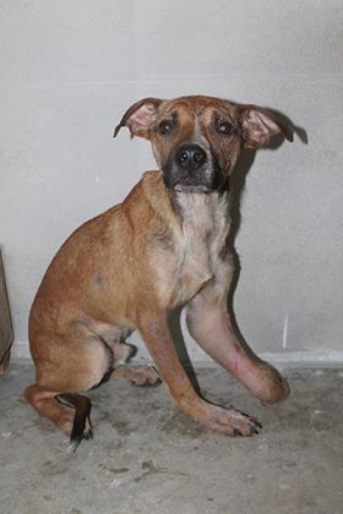 მეტისი უსახელო