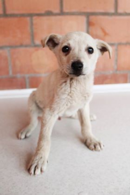 მეტისი უსახელო