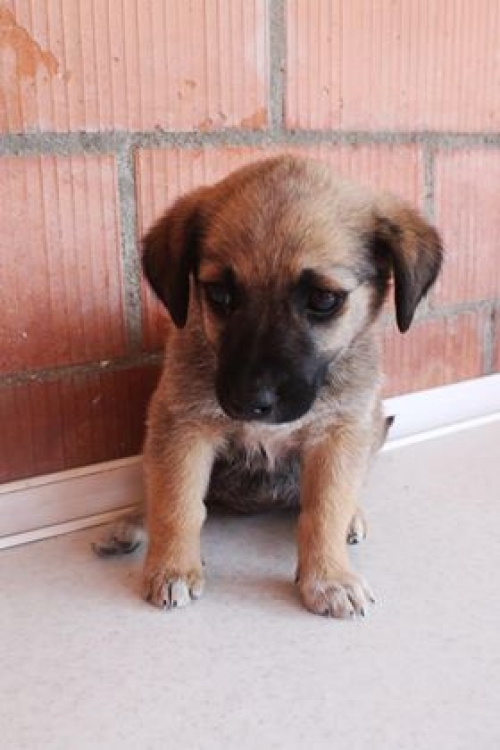 მეტისი უსახელო