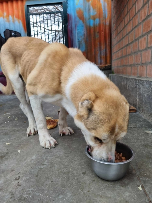 ქართული ნაგაზი გლდანი