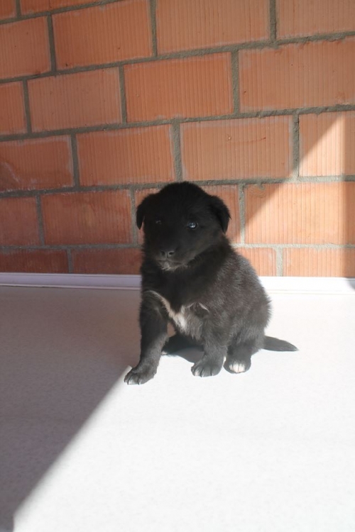 მეტისი უსახელო