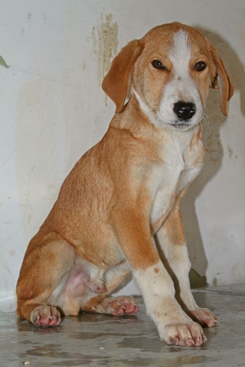 მეტისი უსახელო