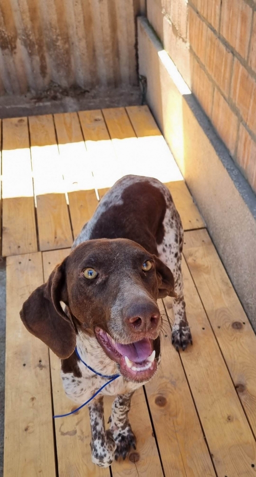 კურცხაარი სართიჭალა